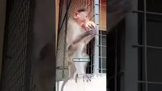 They will run with what they got. Macaque. Macaca. Macaco. Bandar. Monkey eats apple. Monkey. Kurang