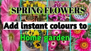 Spring flowers will add instant color to home garden