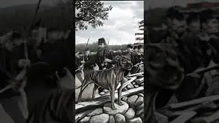 Sallie Ann Jarrett | The American Civil War Dog Hero Story