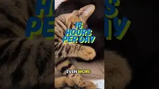 Why Cats Sleep All Day #shorts