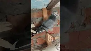 for sale #pigeon #parrot #birds #love #attitude #pigeonlover