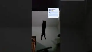 She's a free bird 😂 #kitten #cute #cat #youtubeshorts #shorts #viral #babycat #pet #animals #kittytv