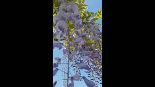Wisteria vines/ Jargavan