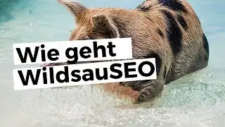 WildsauSEO mit KAIPS MARKETING - der SEO-Wettbewerb 2019