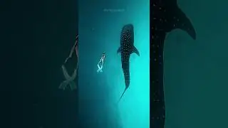 Breath Holding Animals | Who Wins?