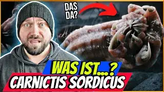 CARNICTIS SORDICUS erklärt: Die Ekel-Kreatur aus King Kong (2005) – Ursprung, Mythos, Fähigkeiten