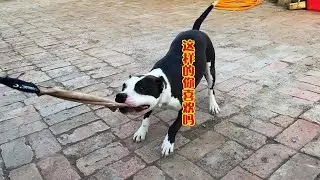 这样的斯塔福你喜欢吗