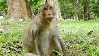 Update News From Daro Monkey!Pity Daro Walk So Far,Coz Must Follow King Mak From South Gate To Bayon