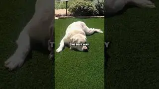 This is the best way to clean your artificial grass if you have a dog!