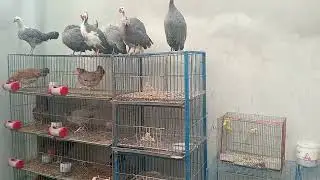 আলহামদুলিল্লাহ বর্তমান ফার্মের আপডেট