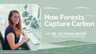 Carbon Capture and Storage - How Forests Help