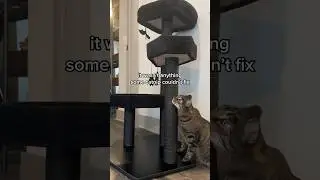 кот рассматривает готическое кошачье дерево 🏰🦇