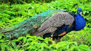 Peacock sound and walk in the forest | Peacock calling