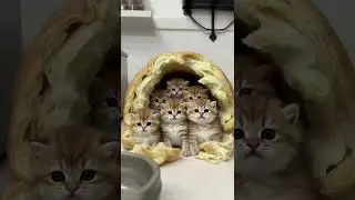 The kittens in the bread #cat #ai