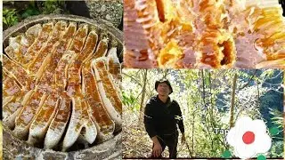 Adventure through jungle to find wild honeybee|| very interested content...