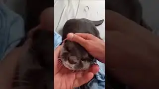 Otter Fuku~Daddy talk to me 🦦🥰|OtterNoise|PlayfulOtter| Cute Otter