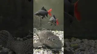 Redtail shark cleaning pleco