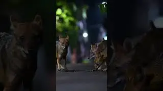 later winter night with a pack of Golden jackals. #sonybbcearth #nikonasia #nikon #wildlife
