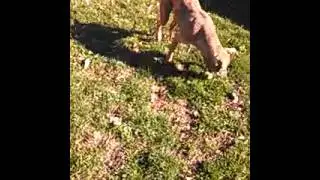 Bobo Playing Fetch