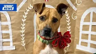 &lsquo;Home for the Pawlidays&rsquo;: Horry County Animal Care Center&rsquo;s holiday foster program returns