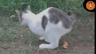 CAT WITH RABBIT CROSS