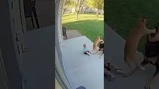 Hero Cat Saves Toddler from Dog Attack!#HeroCat #BraveAnimals #CatLover
