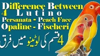 DIFFERENCE BETWEEN LOTION FISHER, LOTION PEACH FACE, LOTION PERSANATA OR LOTION OPALINE. SUBSCRIBE 🔔