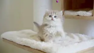 Delimento Cattery - Melody - Ay11
