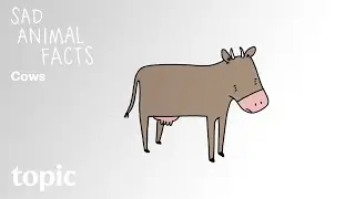 Cows | Sad Animal Facts | Topic