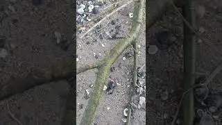 Ветвь в рисунке и живописи