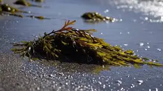 Nightfall Serenity Crickets & Waves   Your Perfect Sleep Aid