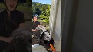 Jack gets a lot of treats through the window😍🥕 #shorts #horse #creator #equestrian