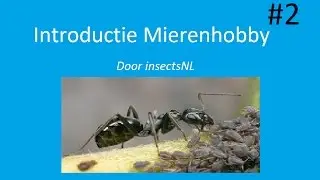 Mieren houden #2: Introductie mierenhobby