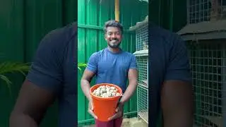 காடை முட்டையை இப்படி செஞ்சா இவ்ளோ TASTEஆ இருக்குமா | FARM FRESH COOKING | மாடித்தோட்டத்து சமையல்
