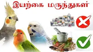 All Birds Natural Medicine and Antibiotics in Tamil for #budgies #lovebirds #finches #Cockatiel