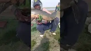 15 Kg. Big Sole Fish catched by hook. #fishing #fishcatching #hookfishing #solefish #murrelfish