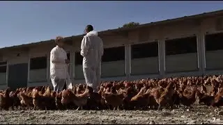 Así viven las gallinas camperas