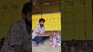 कुकुट पालन 1000 पक्षांचं नियोजन..🙏#viral#natural #कुकुटपालन#bussinessmotivation#trendingshorts#food