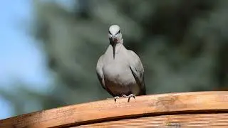 Dove Soaring Through the Sky &mdash; Serene Bird Flight Footage for Reflection