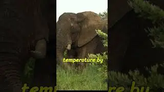 Why African Elephants Have Bigger Ears Than Asian Elephants 🐘👂