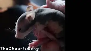 Slow-mo whiskers (close-up)