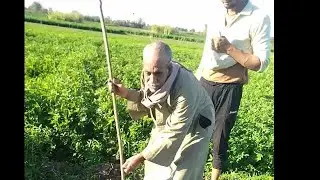 اسعار قيراط البرسيم وقياس قيراط البرسيم امامك صوت وصورة اعرف كل التفاصيل
