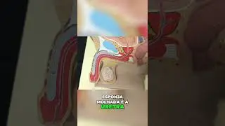 Anatomia do P&ecirc;nis - Corpo Esponjoso e Corpos Cavernosos