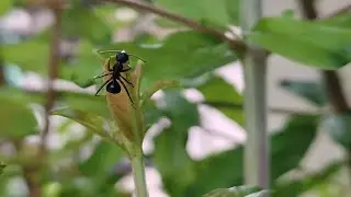 Smartphone camera video shoot( part 2) nature video & Small insects