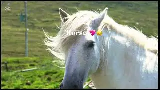 &ldquo;Halal pets in islam&rdquo;💗🫶🏻💖💓🙃🙂&zwj;&harr;️🥹💕
