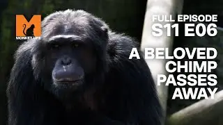 Beloved Chimp Ben Unexpectedly Passes Away | Season 11 Episode 6 | Full Episode | Monkey Life