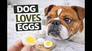 Farm Fresh Hard Boiled Egg Dog Treats and how to peel the shells off of hard boiled eggs. 