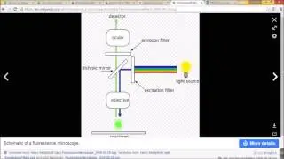 Quantitative Image Analysis