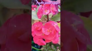 plant trees #plants #gardening #garden #trendingshorts #flowers #planttrees #gardeningideas #paudhe