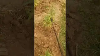 IPM spraying plants to deter pests